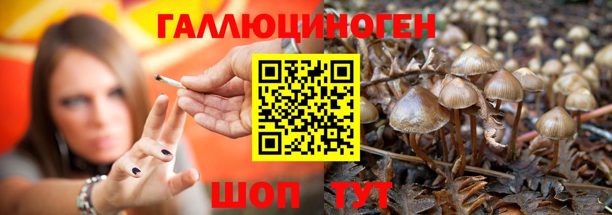 Галлюциногенные грибы GOLDEN TEACHER Великий Новгород